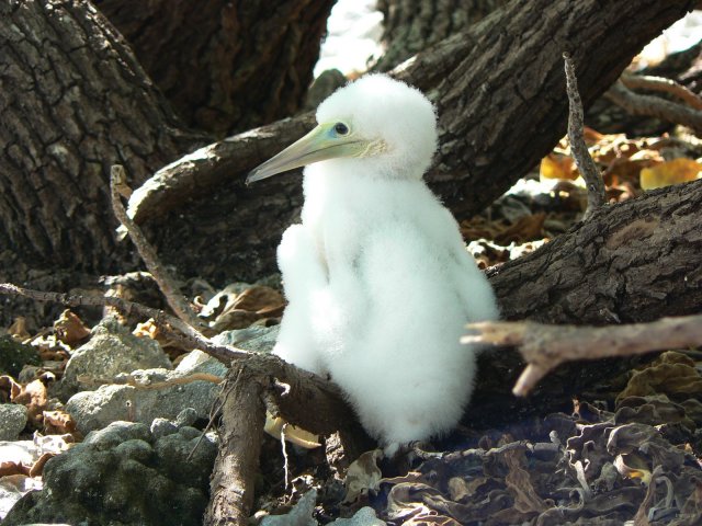 87- Jeune fou seul sous un arbre 